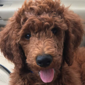 Meet your Posher, Darcy